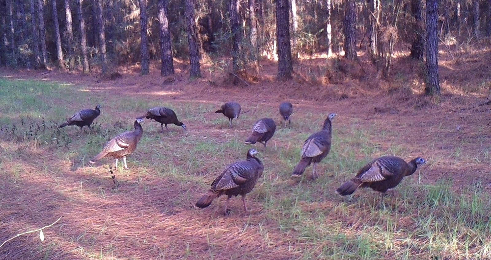 Turkeys grazing for food in forest