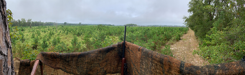 Deer stand in young forest area