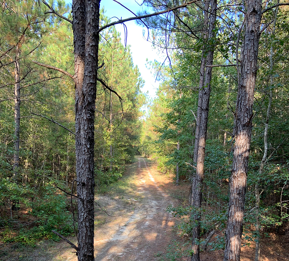 View from a tree stand on hunting land.