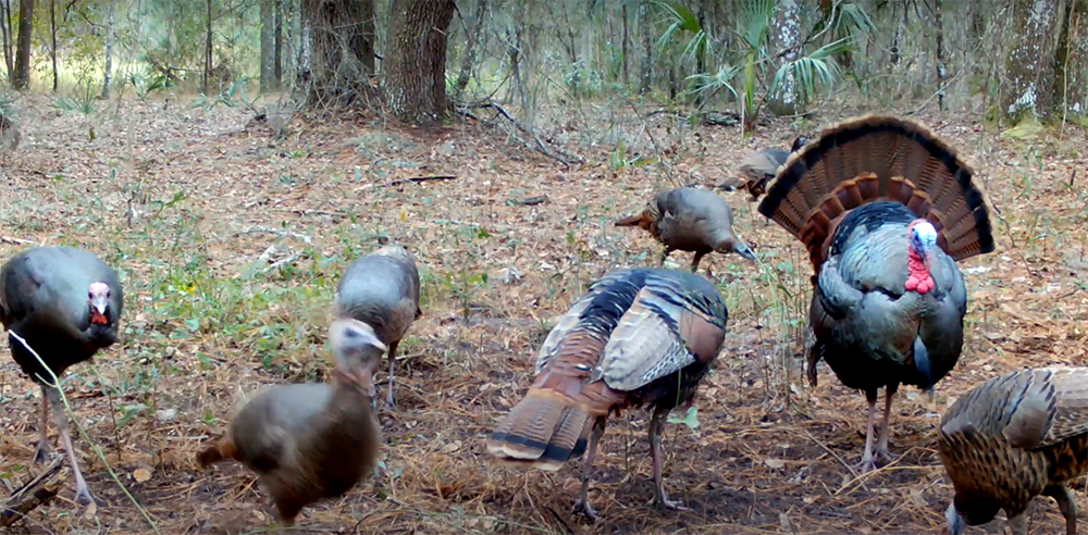 Flock of turkeys graze for food in a forest