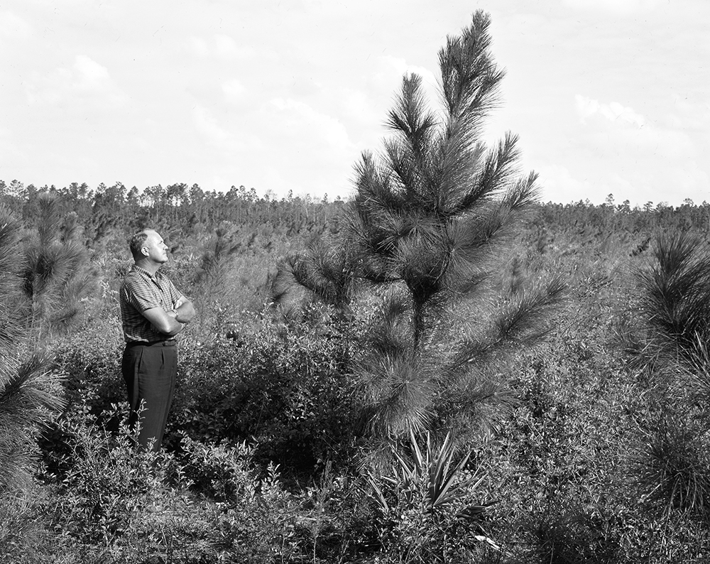 Balck and white photo of foerestry employee looking at young pine