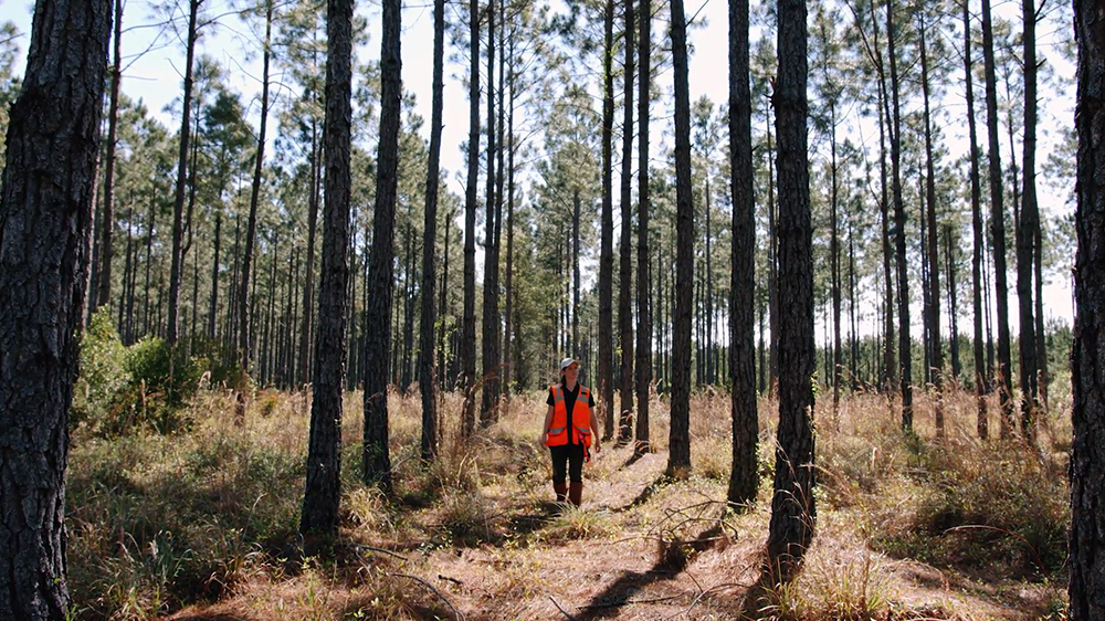 Stephanie walks in a research forest