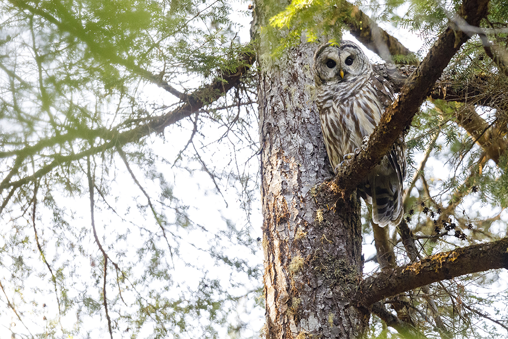 Barred owl in sustainably managed forest