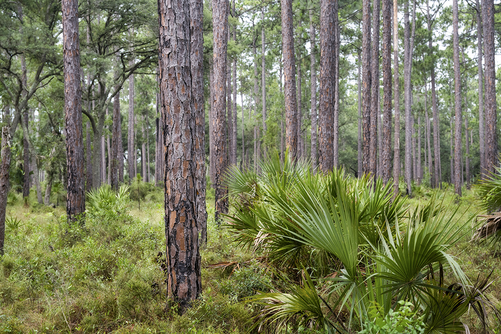 Palmetto bushes and pine trees in a sustainable managed forest