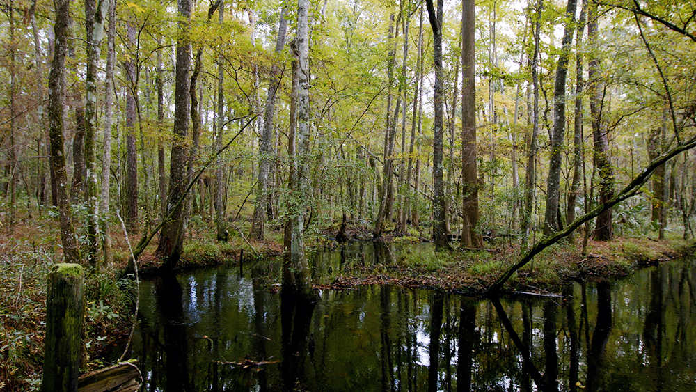 Water surrounded by hardwood trees in a sustainable forest