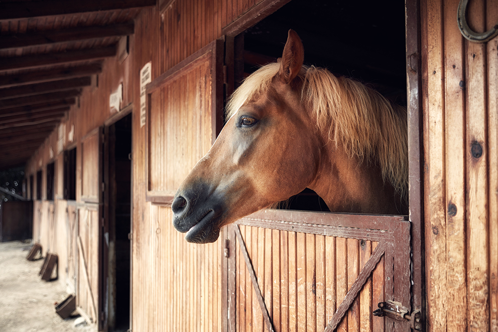 Profile portrait of a beautiful young horse posing from a wooden barn window