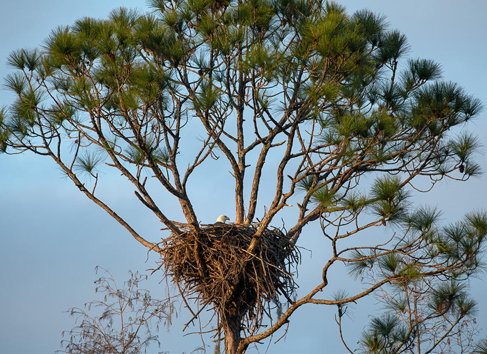 Bald eagle sitting in its nest in a tall tree in a Florida Forest