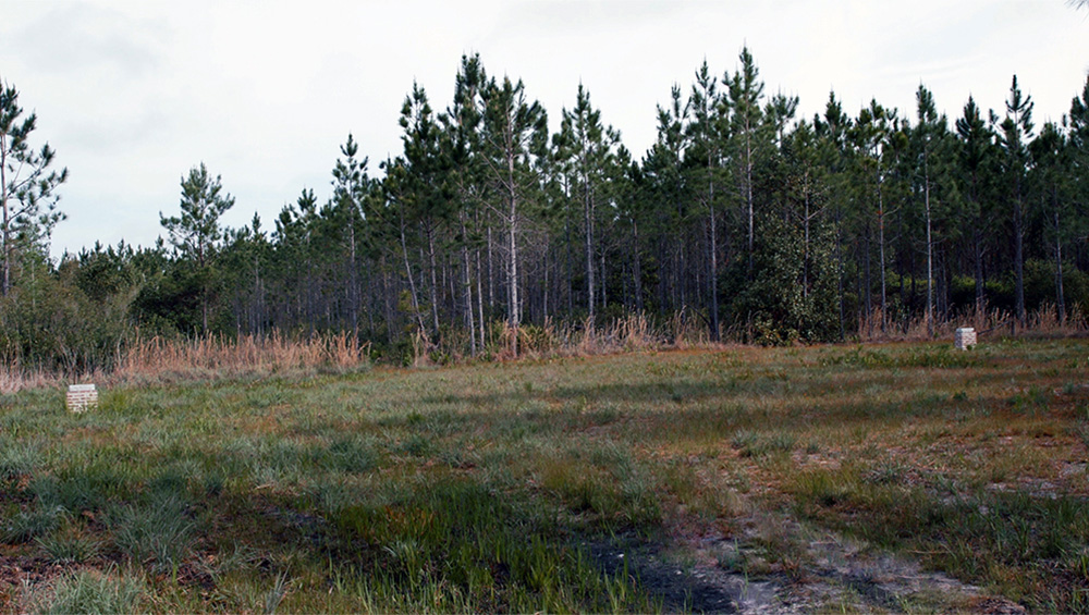 A memorial site in a for two wildland firefighters who died fighting the Blue Ribbon wildfire in this forest in 2011.