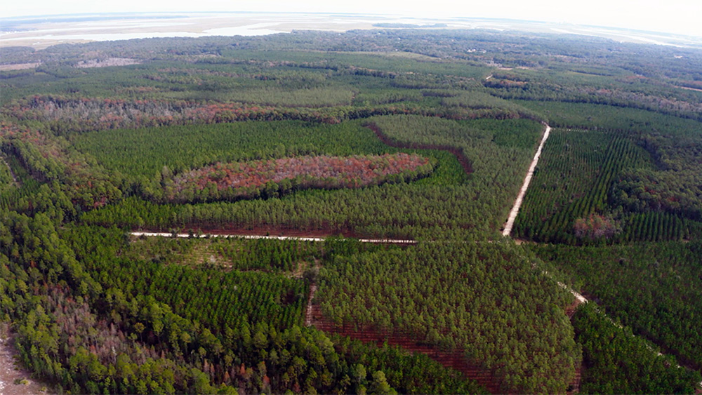 Aerial of forest showing a variety of tree ages and protected wetlands and waterways.