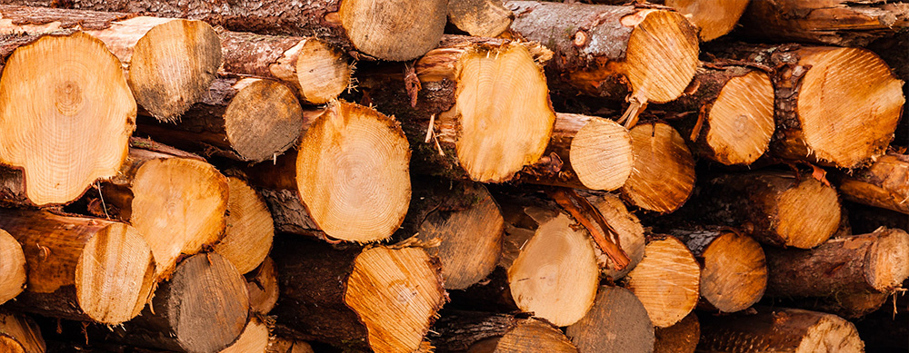 Pile of logs after a harvest