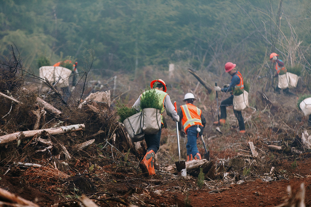 People wearing bags full of baby trees and carrying shovels, planting them in the forest