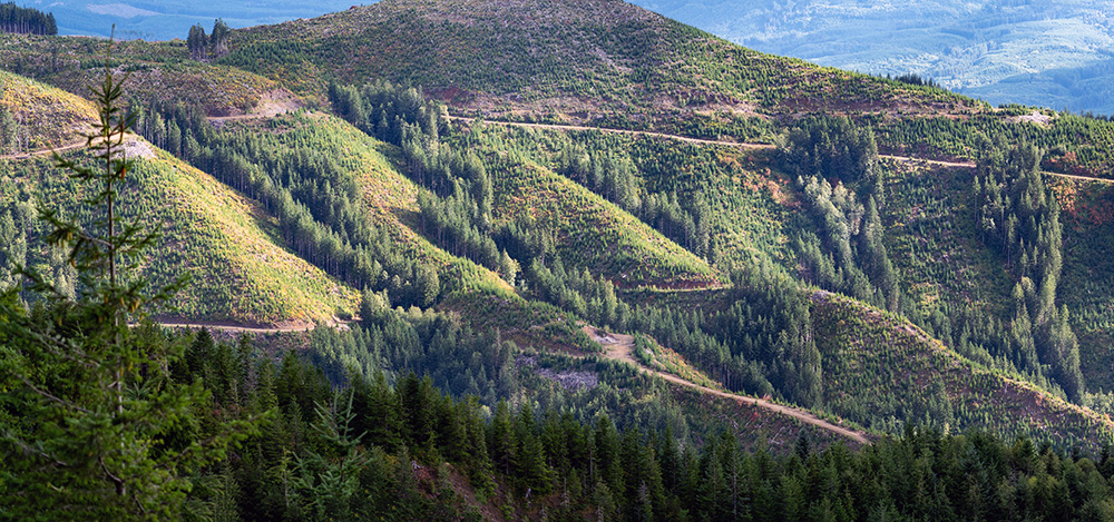 Tall trees in buffer zones of an otherwise young forest as part of a climate smart forestry strategy