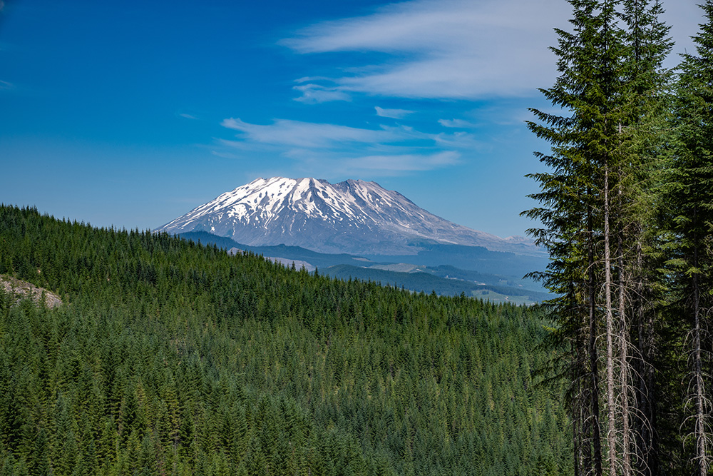 Forest in foreground, snow-topped mountain in background