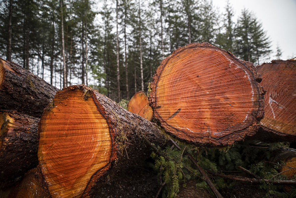 Freshly cut logs in the forest that continue to store carbon