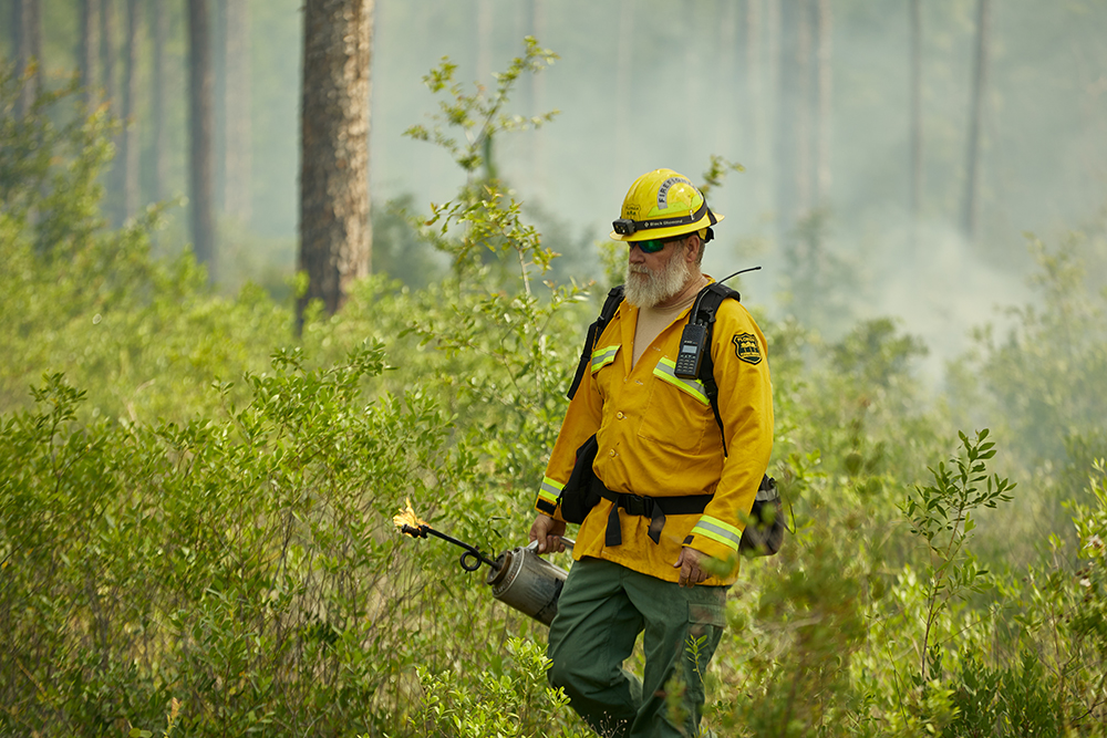 Man with torch and PPE walks in brushy area of forest