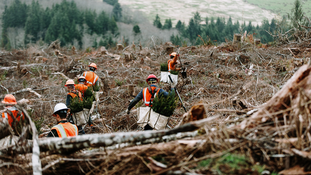 A crew of people planting seedlings in a Washington forest