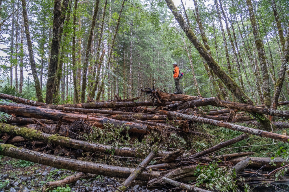 Worker stands on a stack of cut trees.