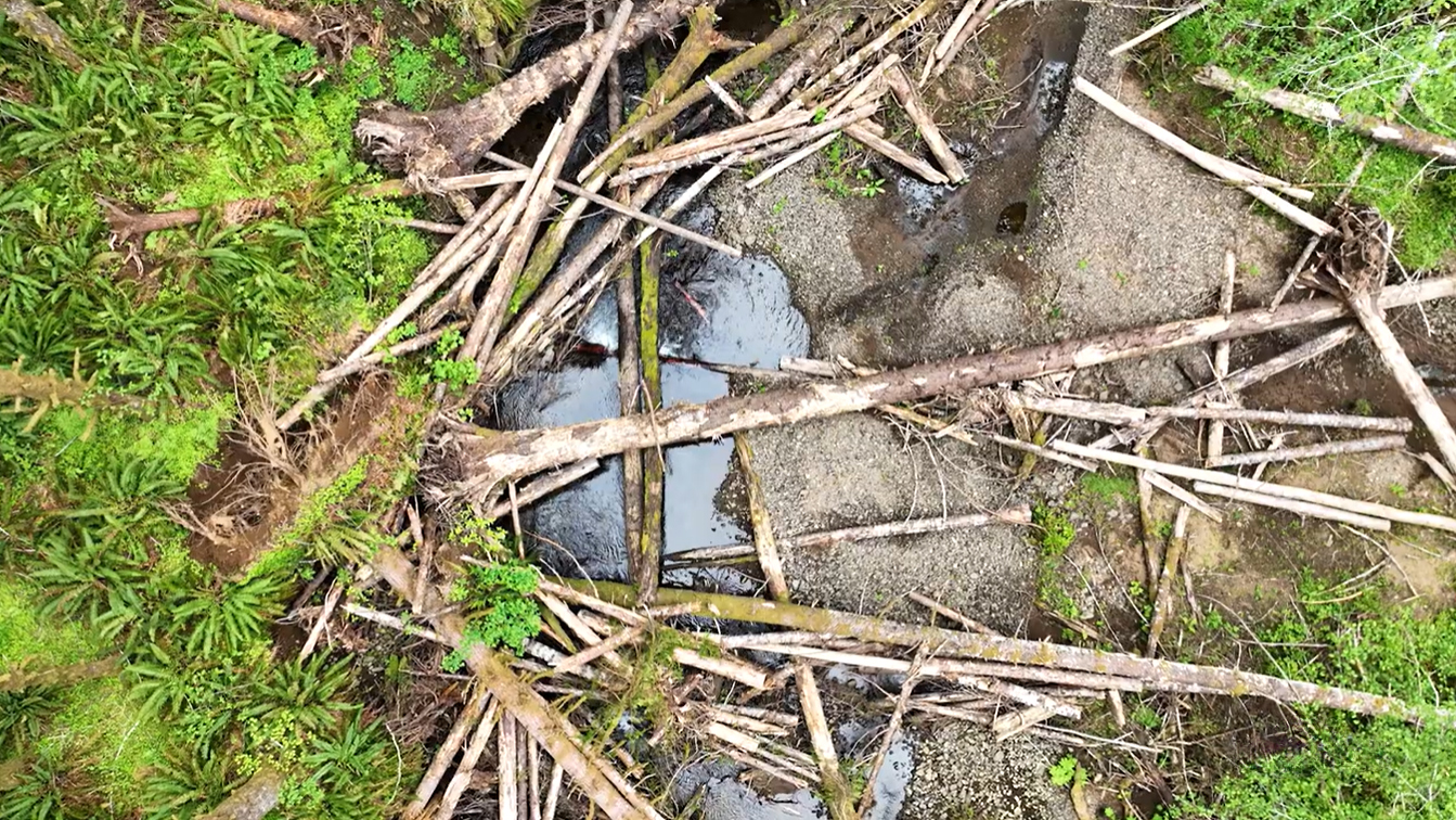 Overhead shot of fallen trees across a river.