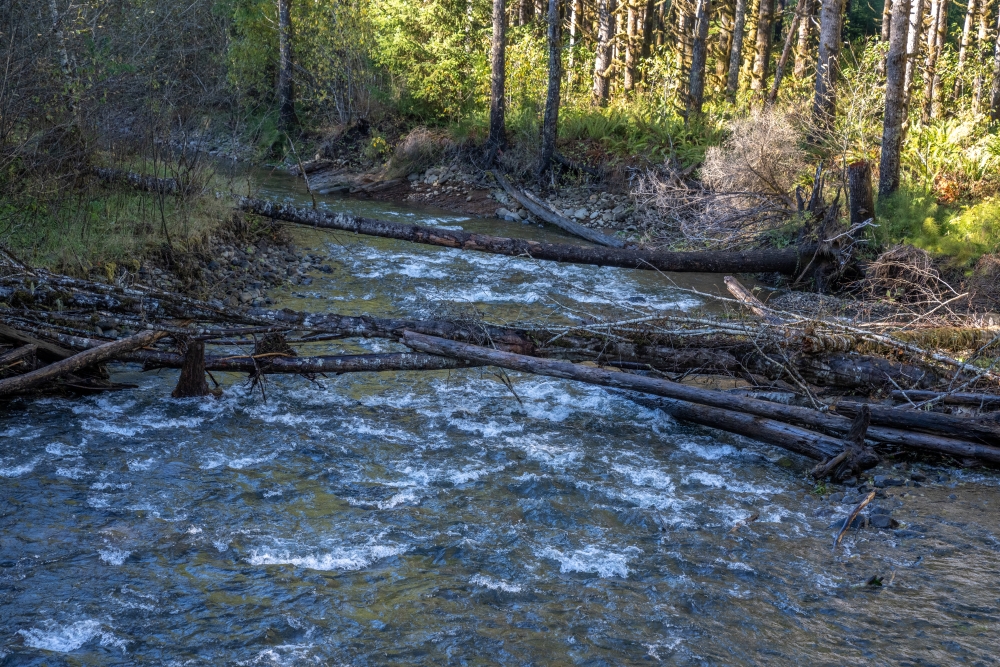 Positioned at the center of a flowing river, several trees lay across the water.