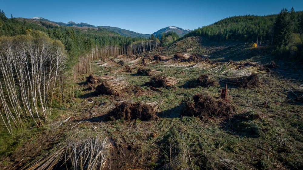 Stacks of uprooted trees are piled around a cleared field, with mountain in the background.